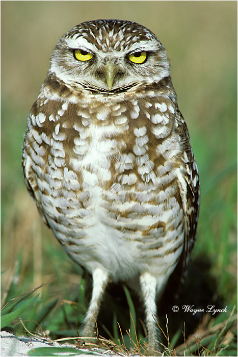 Florida Burrowing Owl 101 by Dr. Wayne Lynch &copy;